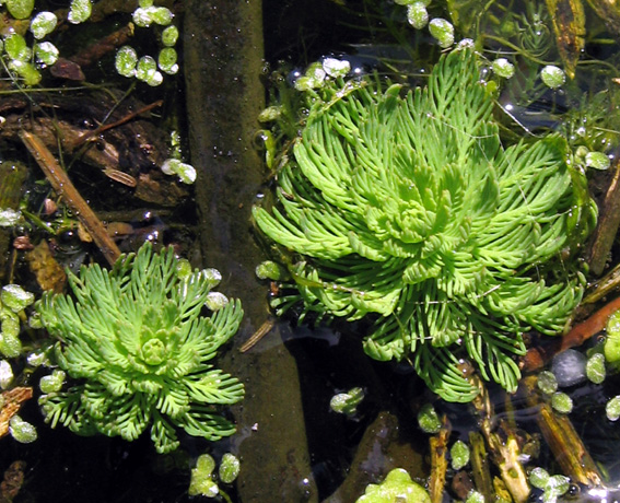 Myriophyllum